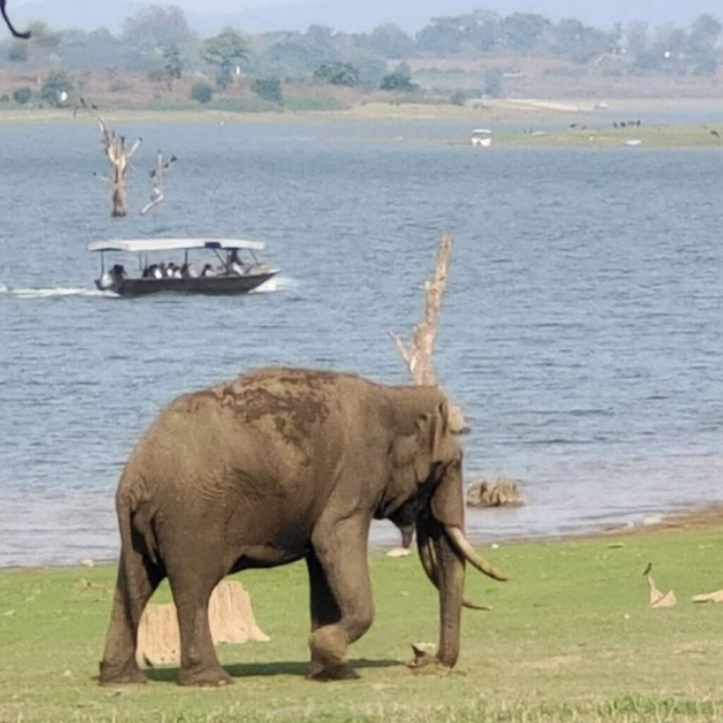 Safari À Elephants