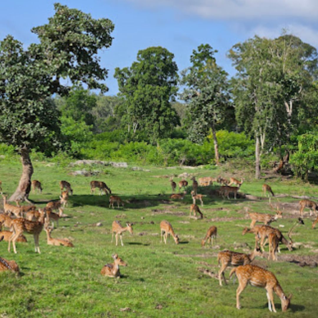 Bandipur