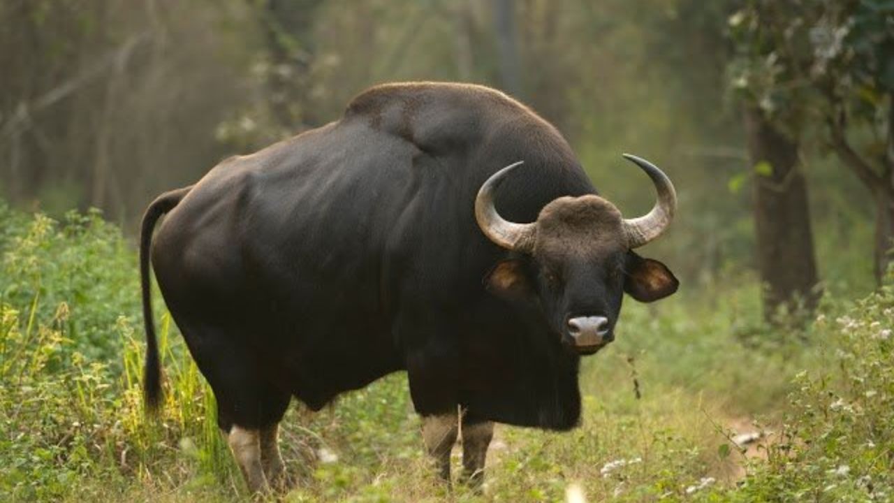 Bison Indien