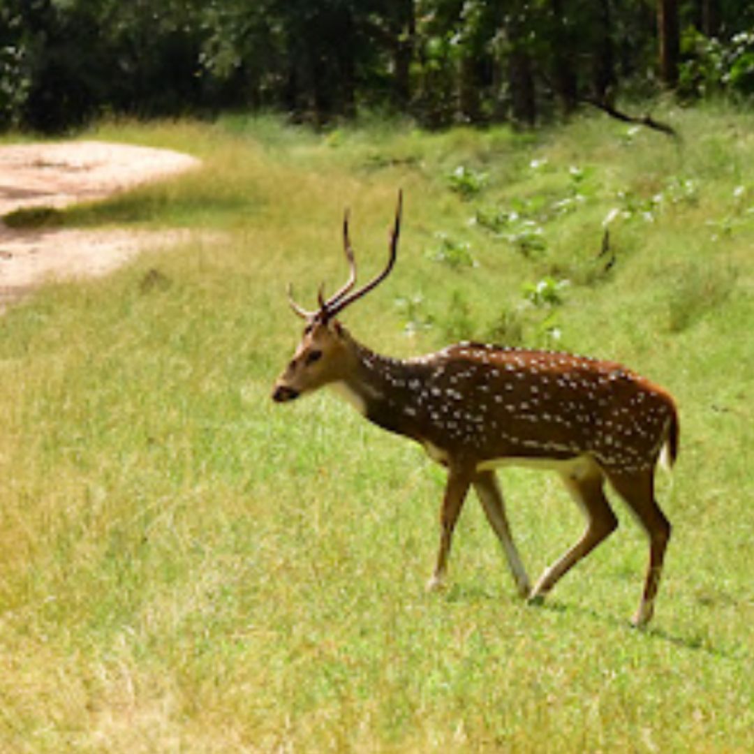 Pench (10)