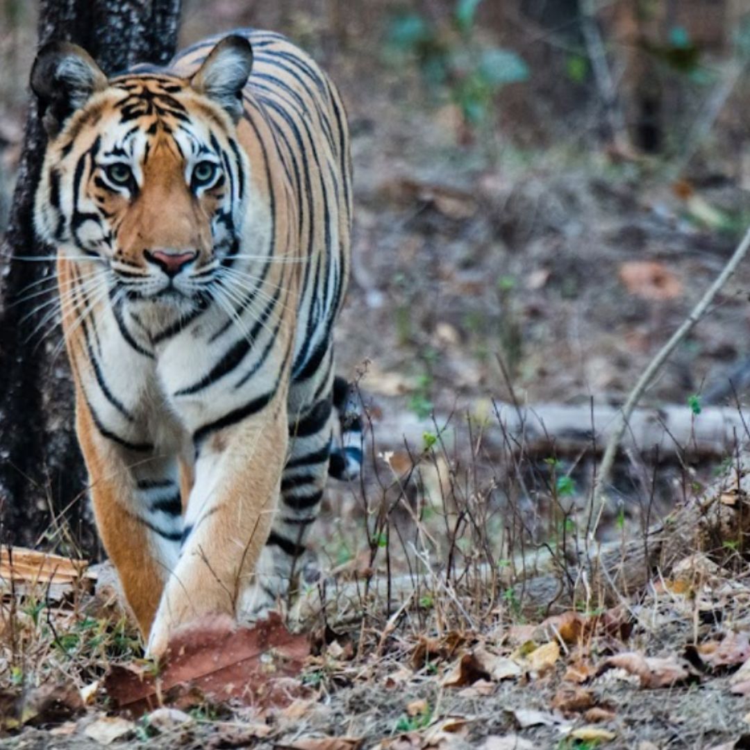 Pench (11)