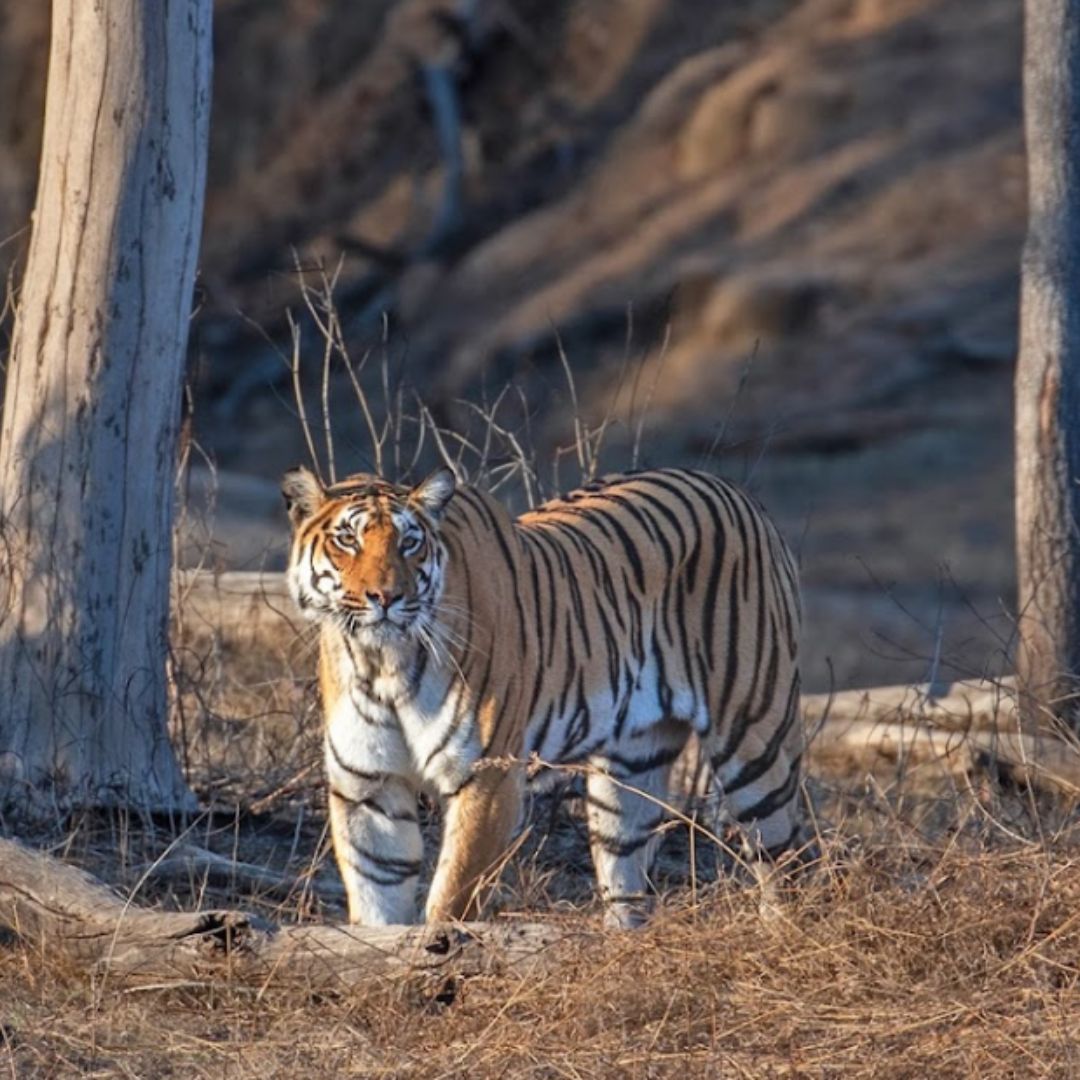 Pench (12)