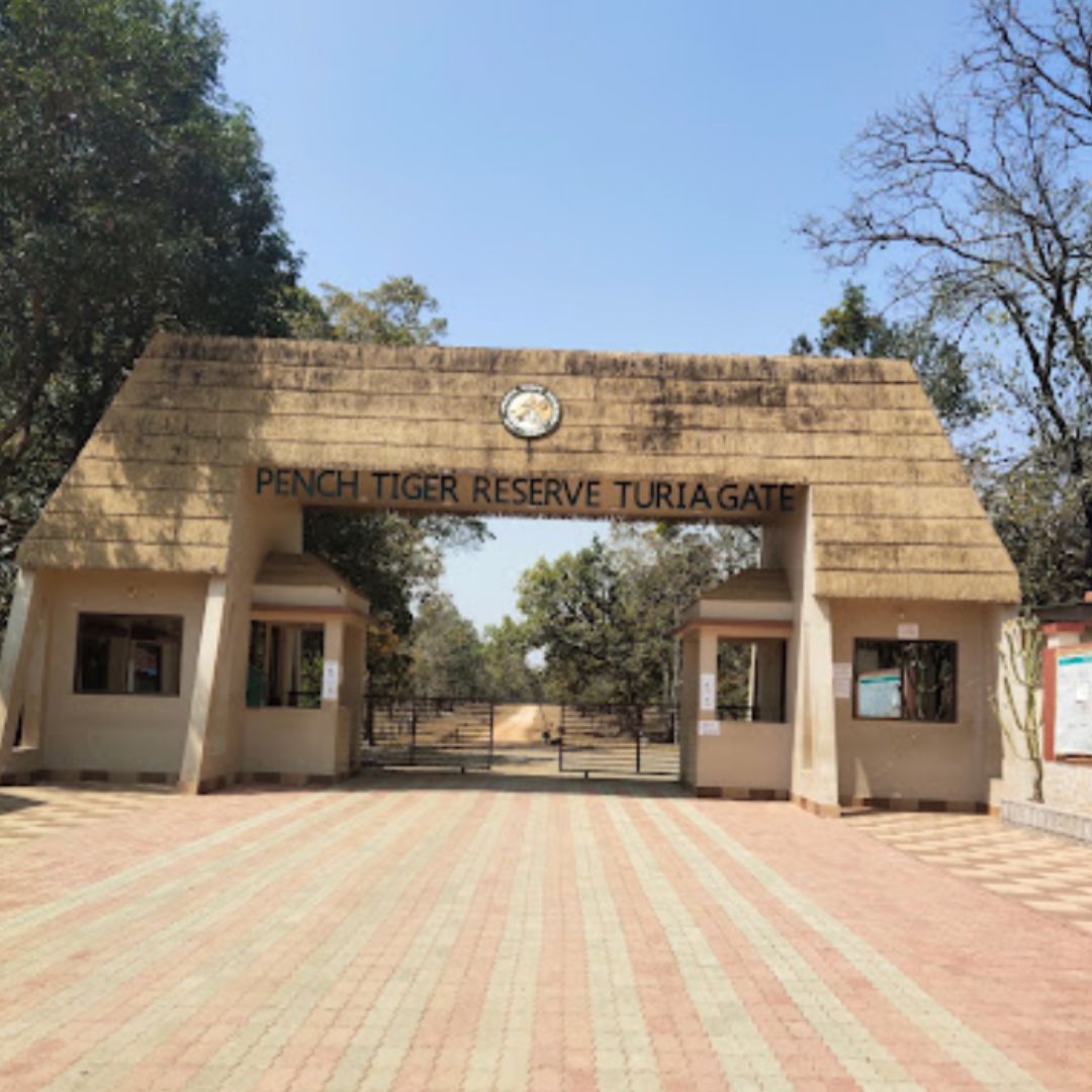 Pench (3)