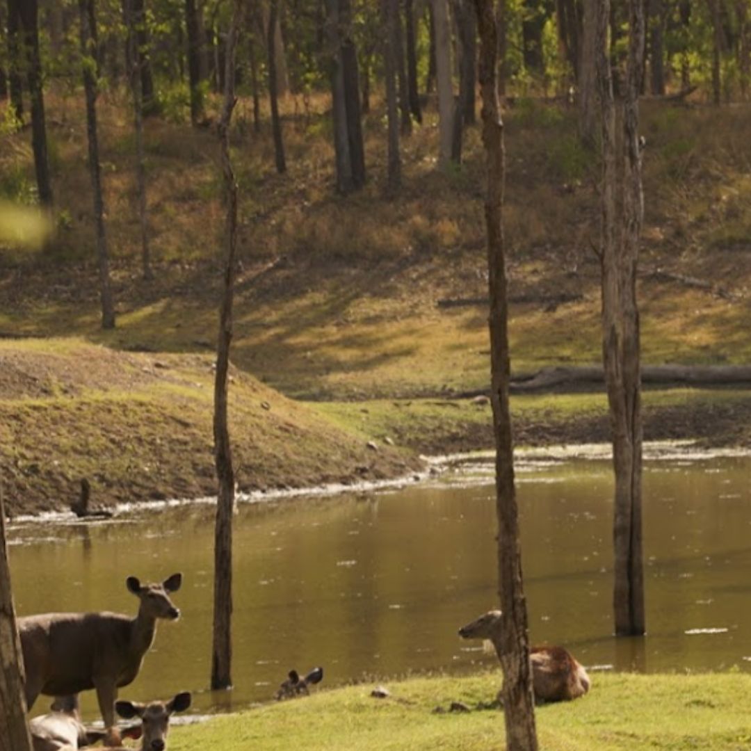 Pench (7)