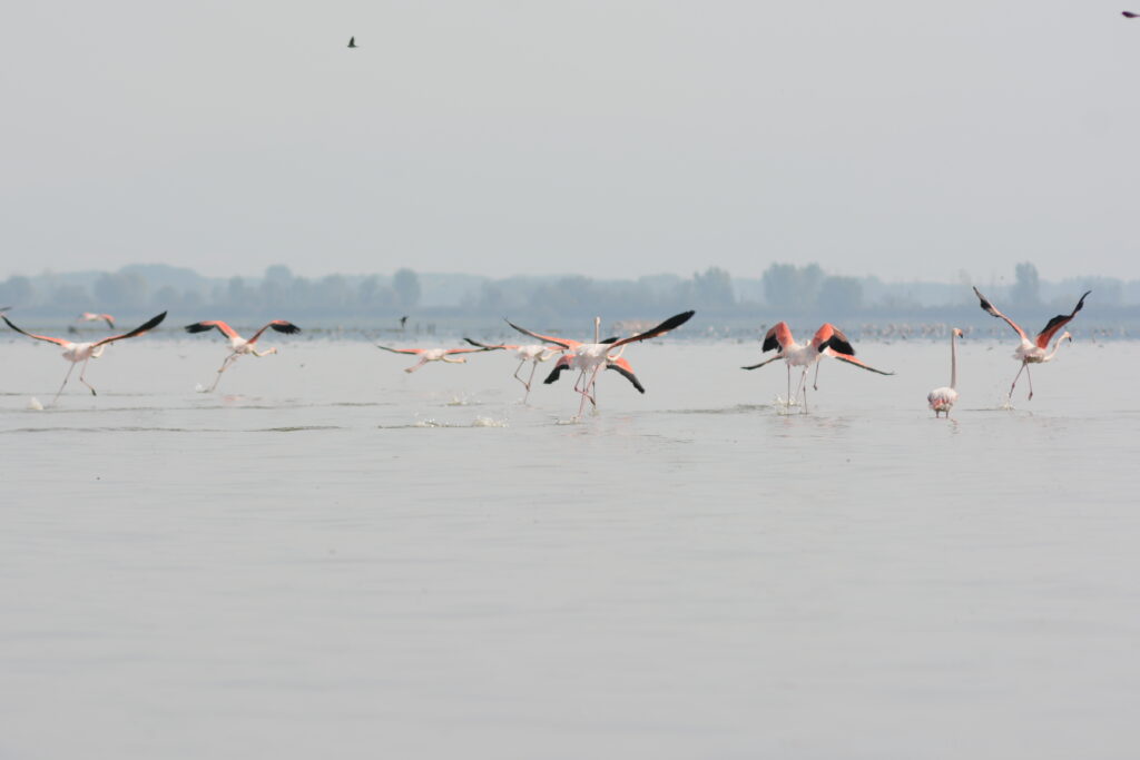 Voyage Ornithologique En Inde