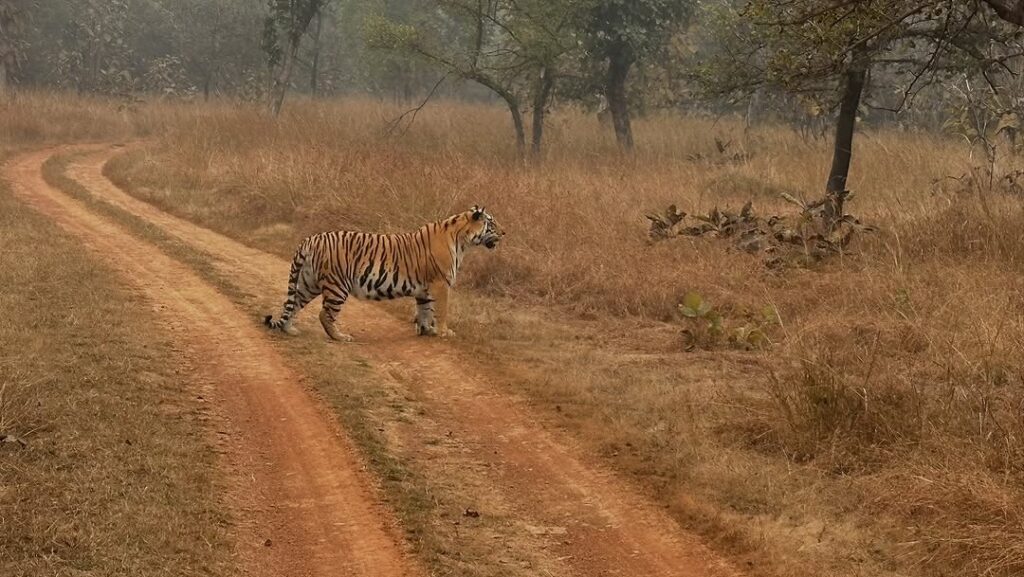 Information Pratique sur le Parc National de Kanha en Inde