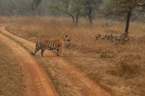 Vie Sauvage en Inde
