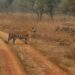 Vie Sauvage en Inde