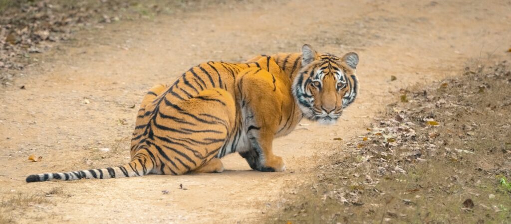 Tigre Safari à Parc national de Ranthambore en Inde
