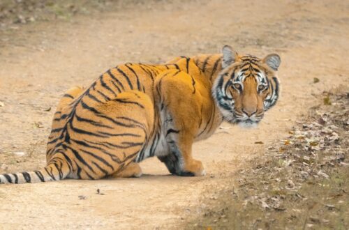 Tigre Safari à Parc national de Ranthambore en Inde