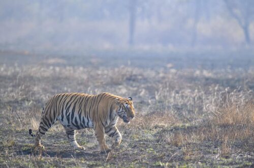 safari de tigre d'Inde centrale
