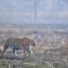 safari de tigre d'Inde centrale