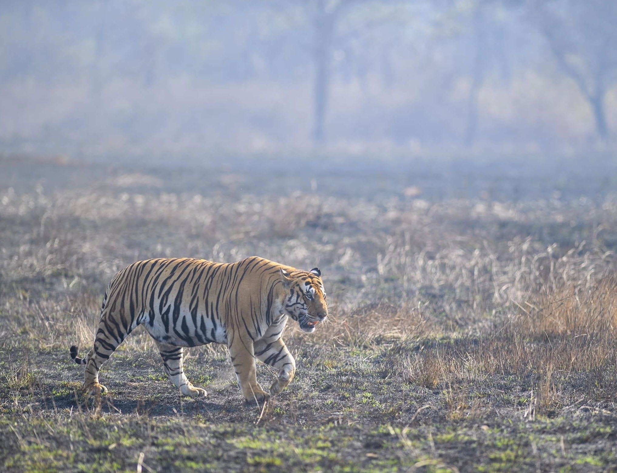 safari de tigre d'Inde centrale 