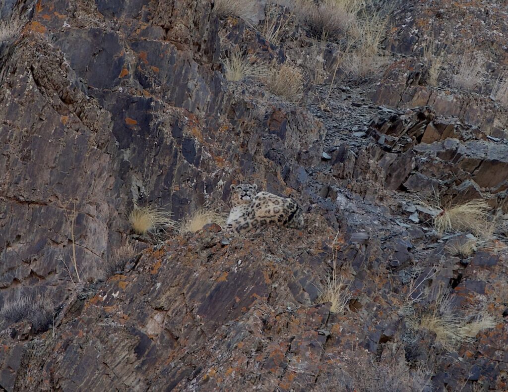 Expérience hivernale – La faune himalayenne en danger au Ladakh
