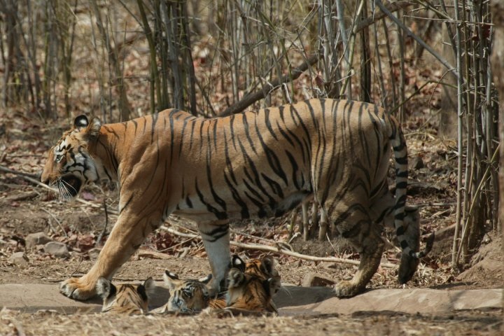 Découvrez 5 raisons de partir en safari en Inde !