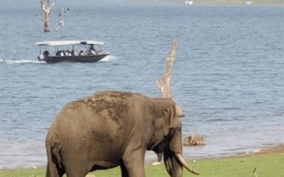 Safari À Elephants