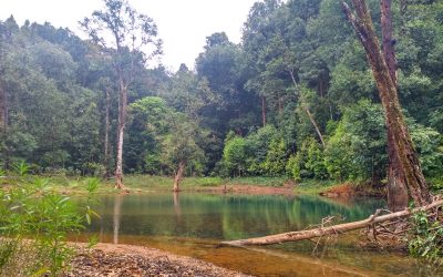 Où faire un safari en Inde du Sud?
