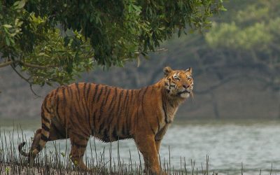 Tigre Royal Du Bengale