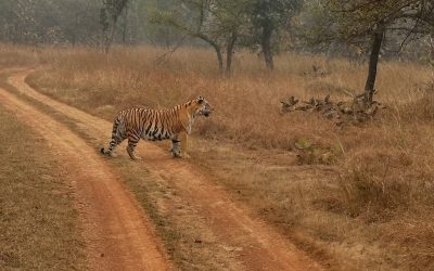 Information Pratique sur le Parc National de Kanha en Inde