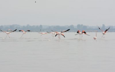 Voyage Ornithologique En Inde